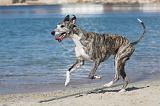 WHIPPET 220